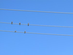 the sparrow quintet section rehearsing in warrnambool, au